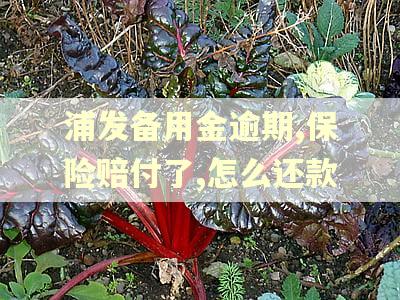浦发备用金逾期,保险赔付了,怎么还款