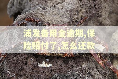 浦发备用金逾期,保险赔付了,怎么还款