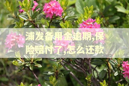 浦发备用金逾期,保险赔付了,怎么还款