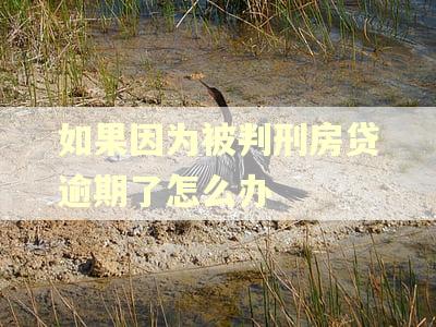 如果因为被判刑房贷逾期了怎么办