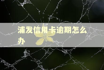 浦发信用卡逾期怎么办