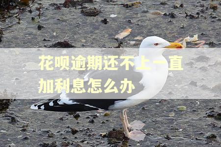 花呗逾期还不上一直加利息怎么办