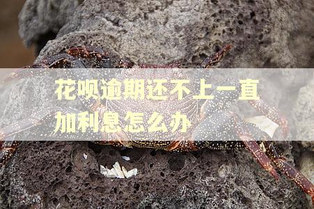 花呗逾期还不上一直加利息怎么办