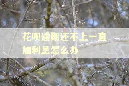 花呗逾期还不上一直加利息怎么办 花呗逾期还不上一直加利息怎么办