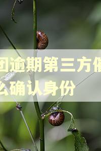 美团逾期第三方催收怎么确认身份