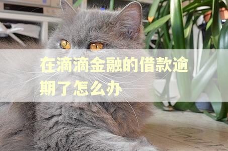 在滴滴金融的借款逾期了怎么办 在滴滴金融的借款逾期了怎么办