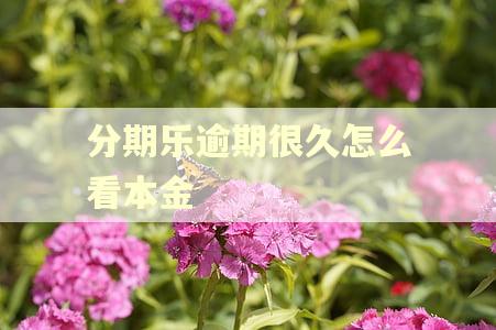 分期乐逾期很久怎么看本金