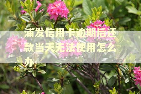 浦发信用卡逾期后还款当天无法使用怎么办