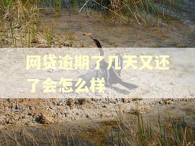 网贷逾期了几天又还了会怎么样