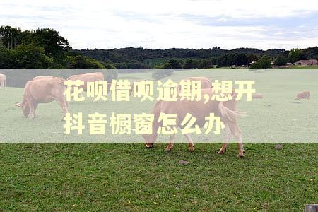 花呗借呗逾期,想开抖音橱窗怎么办