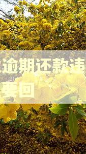 浦发逾期还款违约金怎么要回