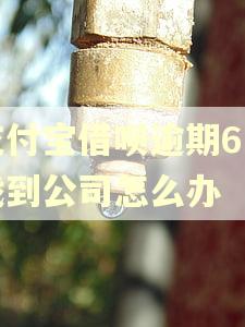 支付宝借呗逾期6万找到公司怎么办 支付宝借呗逾期6万找到公司怎么办