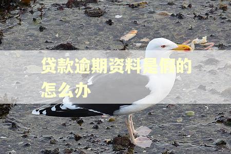 贷款逾期资料是假的怎么办 贷款逾期资料是假的怎么办