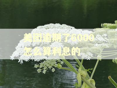 美团逾期了6000怎么算利息的