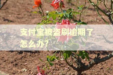 支付宝被盗刷逾期了怎么办?