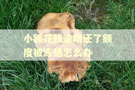 小额花钱逾期还了额度被冻结怎么办