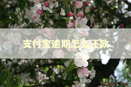 支付宝逾期怎么还款