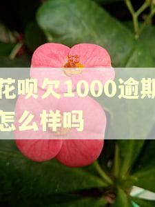 花呗欠1000逾期怎么样吗