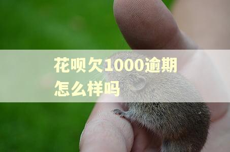 花呗欠1000逾期怎么样吗