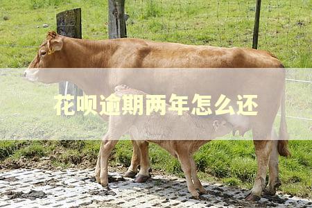 花呗逾期两年怎么还 花呗逾期两年怎么还