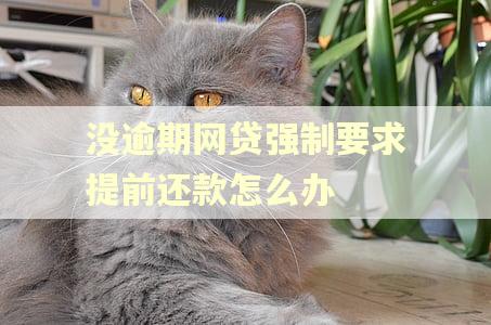 没逾期网贷强制要求提前还款怎么办