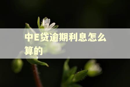 中E贷逾期利息怎么算的