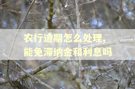 农行逾期怎么处理,能免滞纳金和利息吗