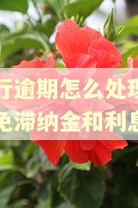 农行逾期怎么处理,能免滞纳金和利息吗