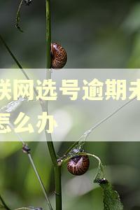 互联网选号逾期未办理怎么办 互联网选号逾期未办理怎么办