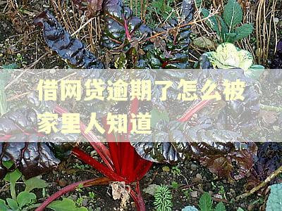 借网贷逾期了怎么被家里人知道 借网贷逾期了怎么被家里人知道