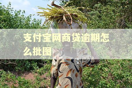 支付宝网商贷逾期怎么批图