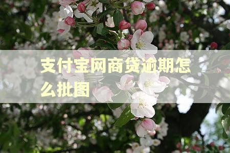 支付宝网商贷逾期怎么批图