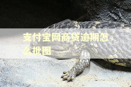 支付宝网商贷逾期怎么批图