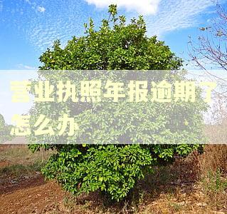 营业执照年报逾期了怎么办