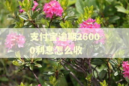支付宝逾期26000利息怎么收