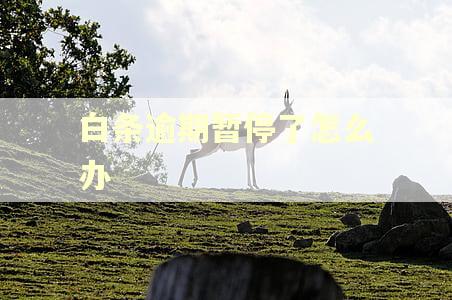 白条逾期暂停了怎么办