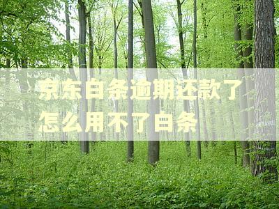 京东白条逾期还款了怎么用不了白条