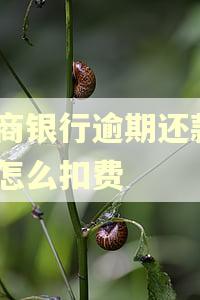 招商银行逾期还款1天怎么扣费