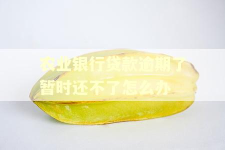 农业银行贷款逾期了暂时还不了怎么办 农业银行贷款逾期了暂时还不了怎么办