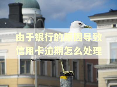 由于银行的原因导致信用卡逾期怎么处理