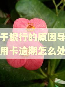 由于银行的原因导致信用卡逾期怎么处理 由于银行的原因导致信用卡逾期怎么处理