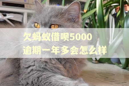 欠蚂蚁借呗5000逾期一年多会怎么样