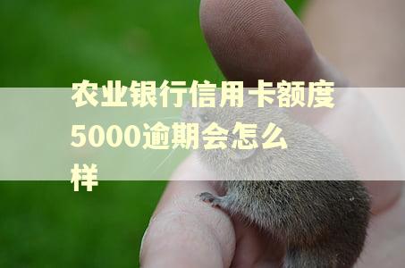 农业银行信用卡额度5000逾期会怎么样