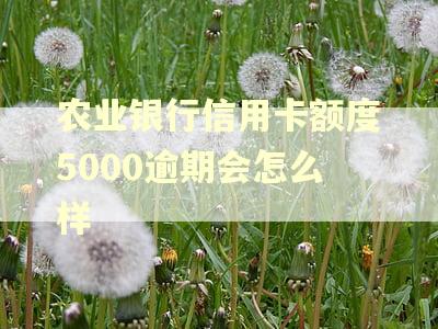 农业银行信用卡额度5000逾期会怎么样
