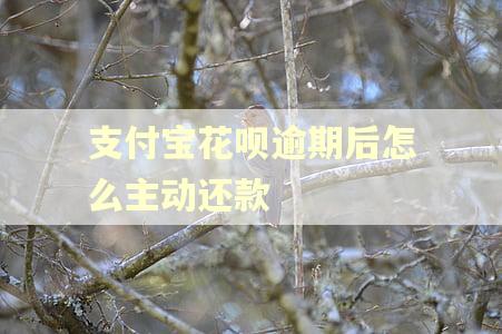 支付宝花呗逾期后怎么主动还款