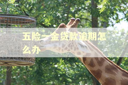 五险一金贷款逾期怎么办