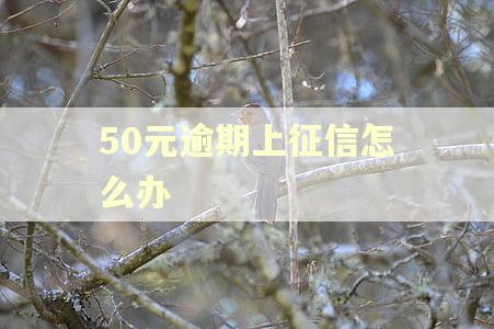 50元逾期上征信怎么办
