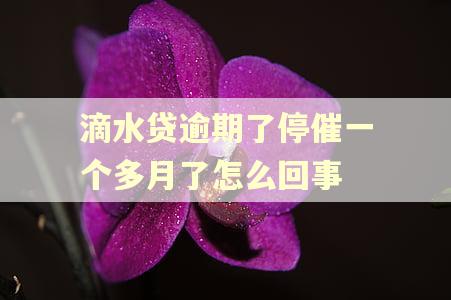 滴水贷逾期了停催一个多月了怎么回事