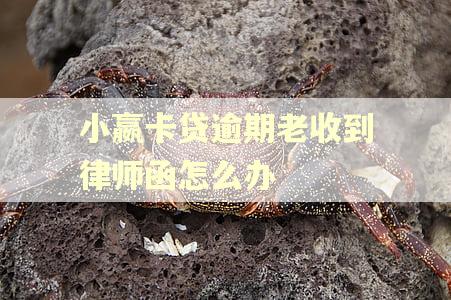 小嬴卡贷逾期老收到律师函怎么办