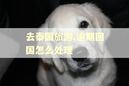 去泰国旅游,逾期回国怎么处理